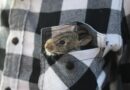 lapin domestique