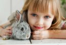 laver un lapin