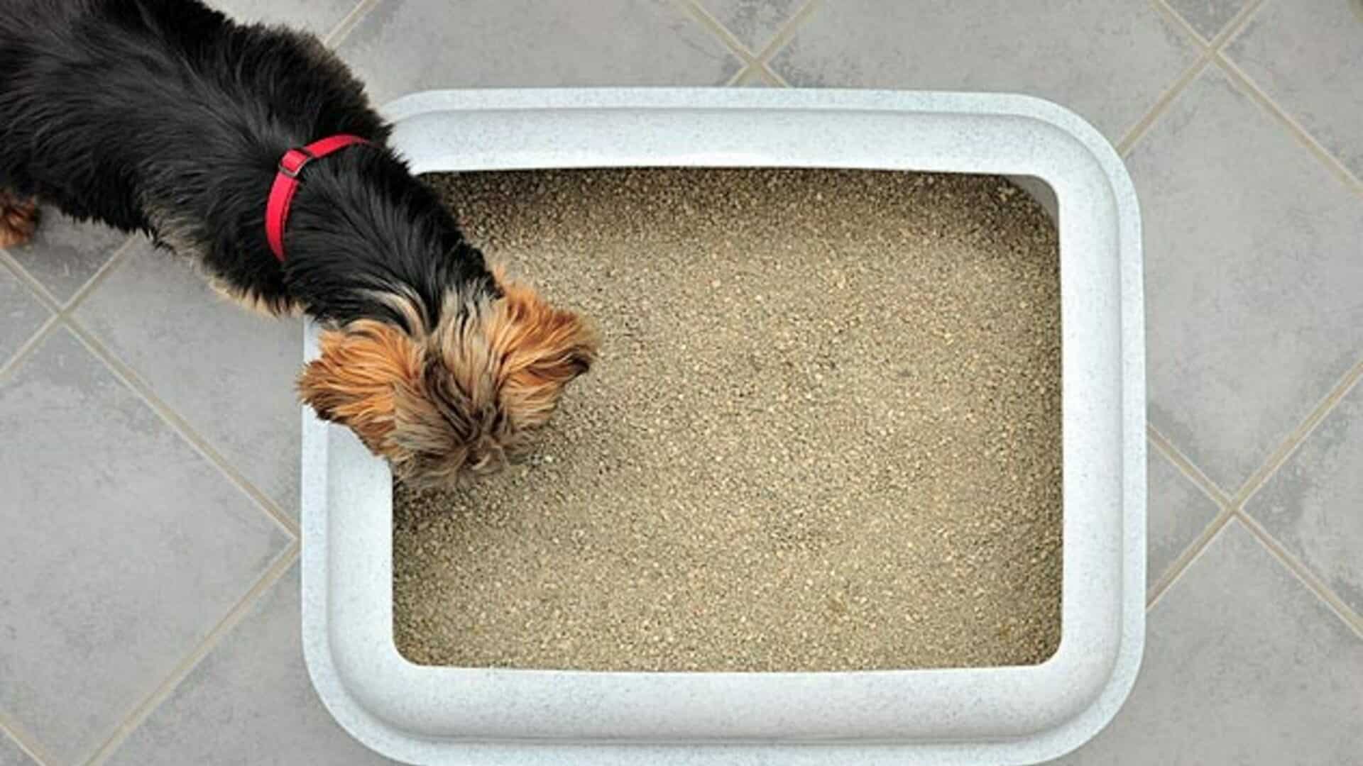 La litière pour chien, une bonne idée ?