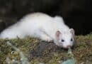 litière pour furet