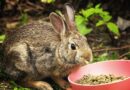 meilleurs granulés pour lapin