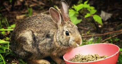 meilleurs granulés pour lapin