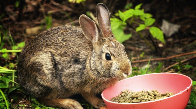 meilleurs granulés pour lapin