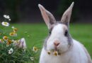 modèles de collier pour lapin