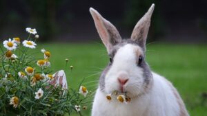 modèles de collier pour lapin