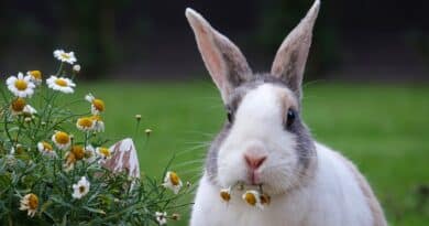 modèles de collier pour lapin