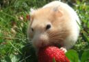 nourriture hamster