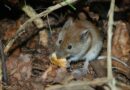 nourriture pour souris