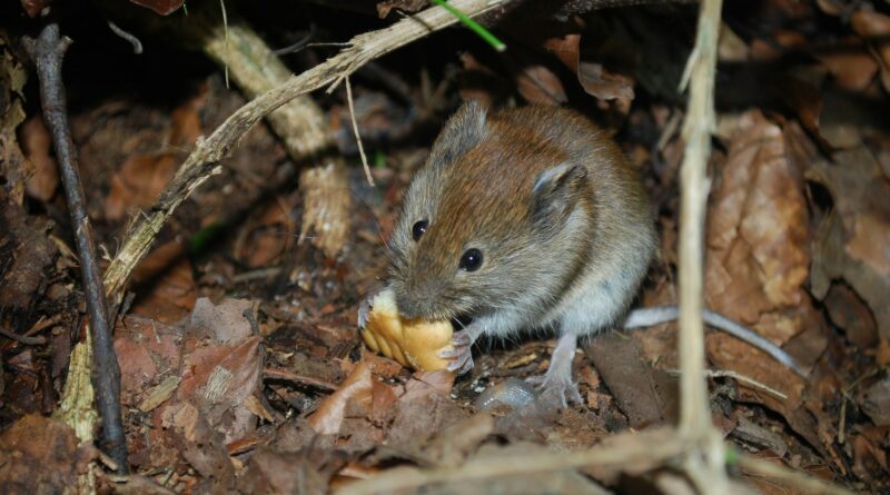 nourriture pour souris