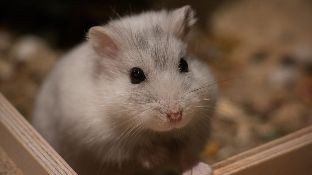 parasites du hamster