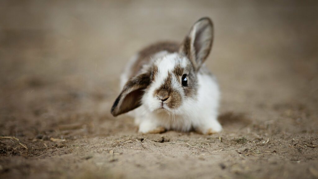 pourquoi laver un lapin