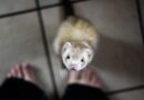 prendre soin d'un furet