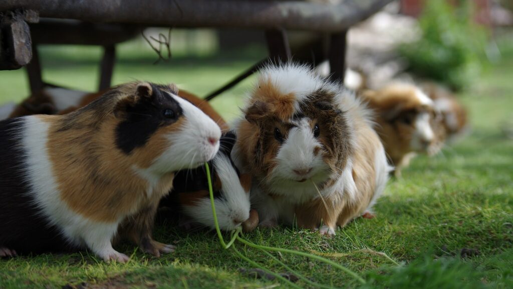 prendre soin d'un hamster