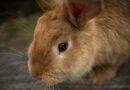puces chez le lapin