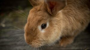 puces chez le lapin