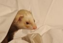 quel accessoire pour furet