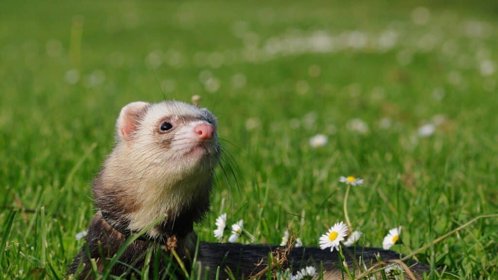 quel jouet pour furet