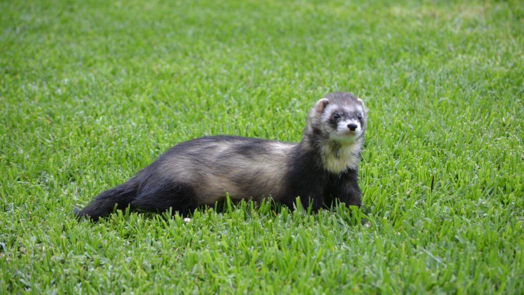 quele litière pour furet