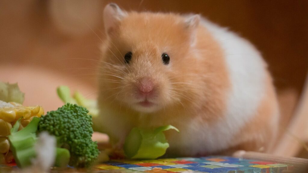 quelle nourriture hamster donnée