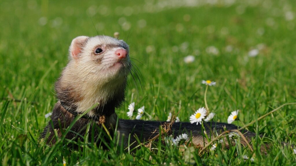 quelle nourriture pour furet