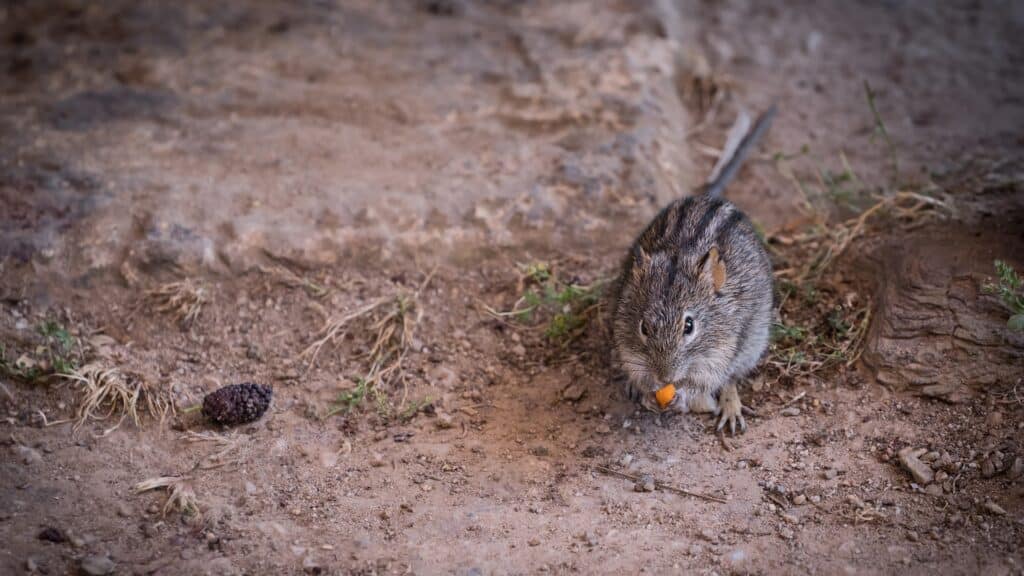 quelle nourriture pour souris