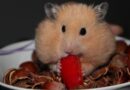 quelles friandises pour hamster données