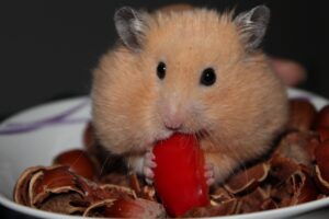 quelles friandises pour hamster données