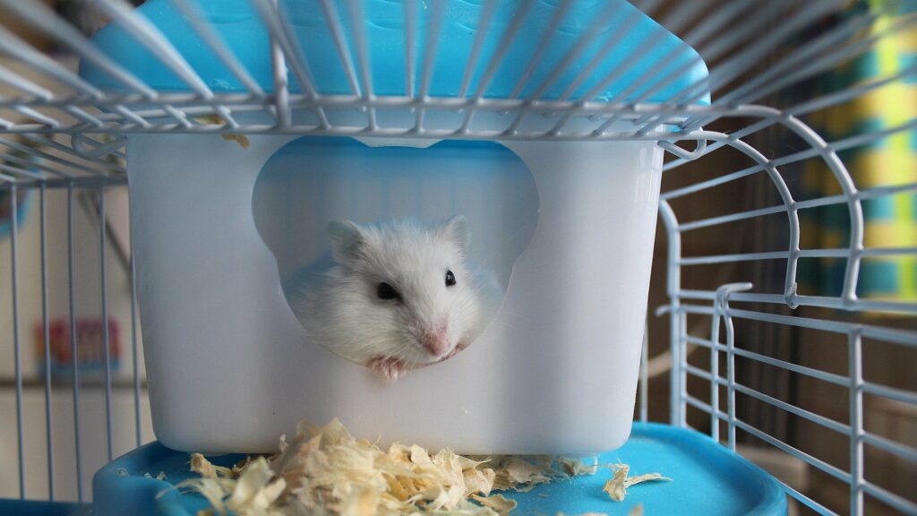 quels accessoires pour hamster