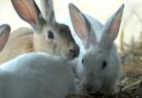 réussir cohabitation lapin