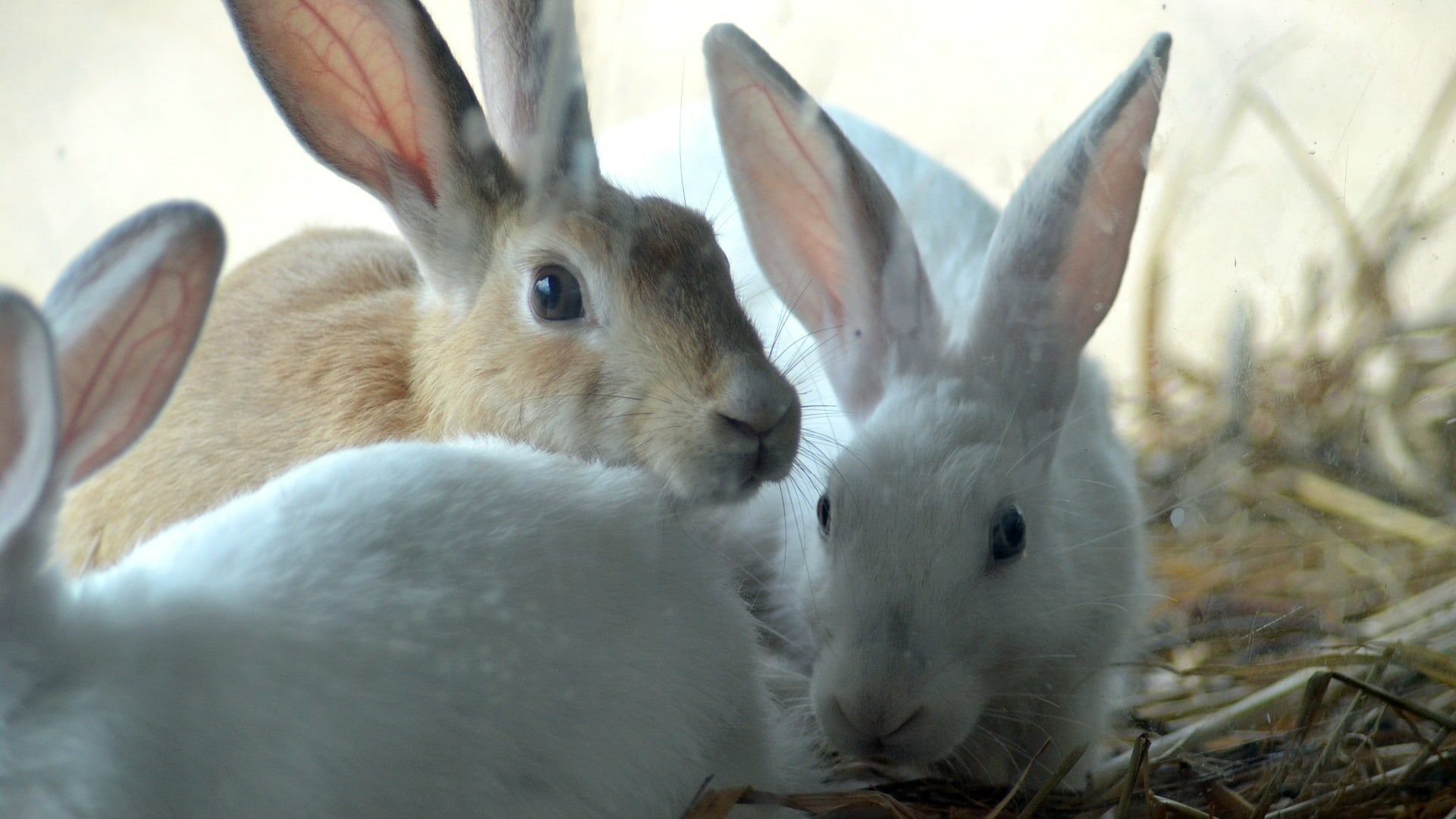 Cohabitation Lapin Comment S Y Prendre