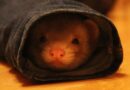 sac de transport furet