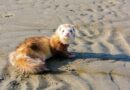 toiletter un furet