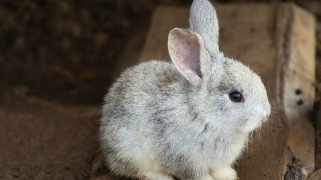 traitement puces chez le lapin