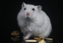traiter parasites du hamster