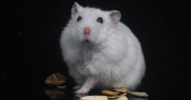 traiter parasites du hamster