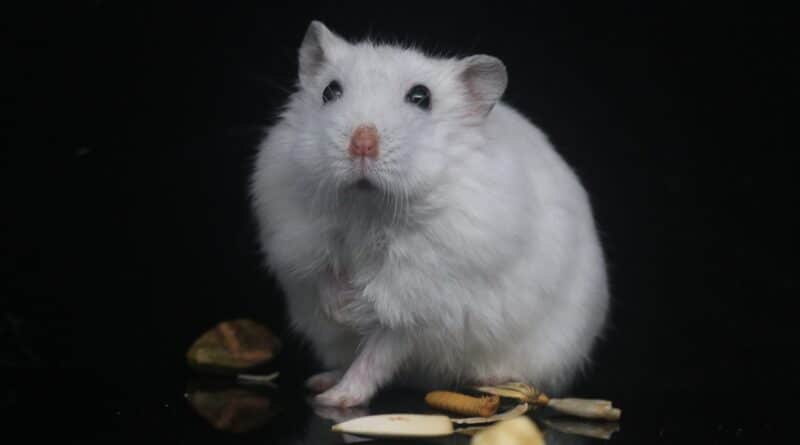 traiter parasites du hamster