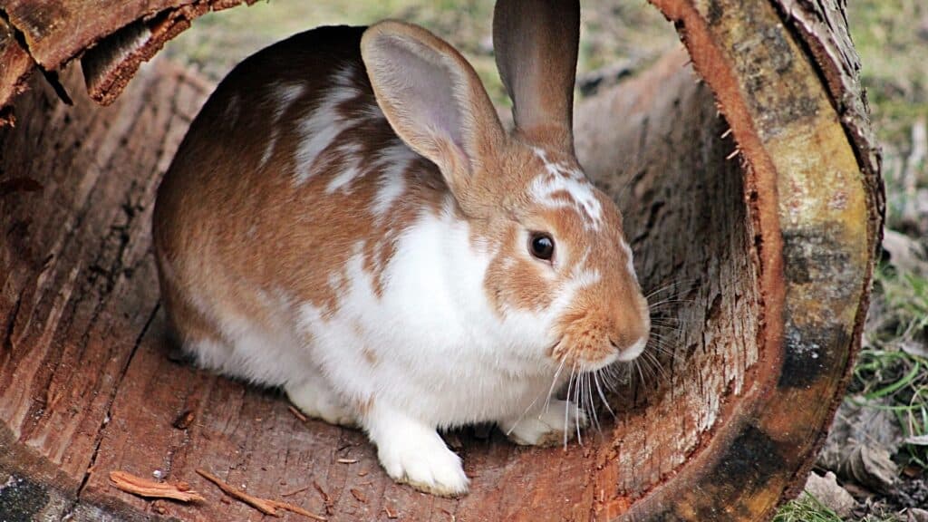 transport lapin domestique