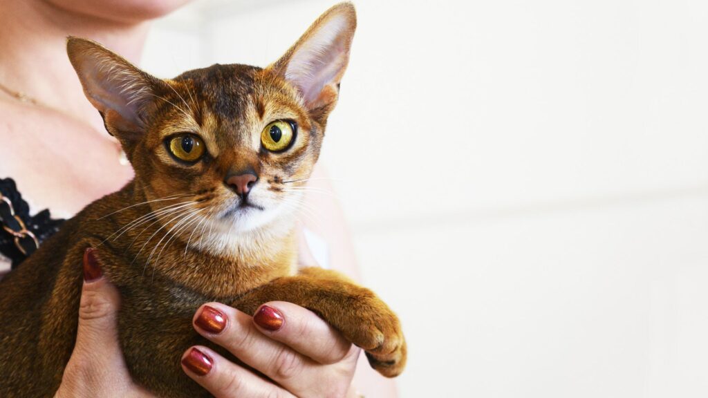 Accessoires d'hygiène pour chat