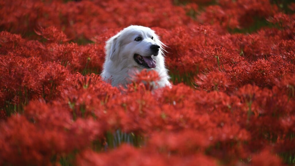 Assurance pas chère pour chien