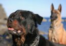 Assurance pour chien 1re et 2e catégorie