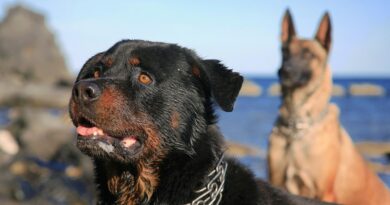 Assurance pour chien 1re et 2e catégorie