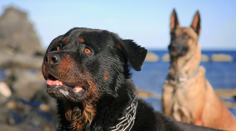 Assurance pour chien 1re et 2e catégorie