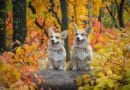 Assurance pour chien de race