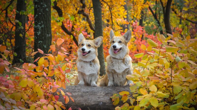 Assurance pour chien de race