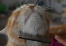 Brosse toilettage chat