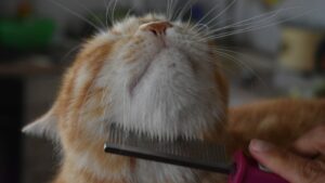 Brosse toilettage chat