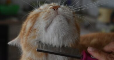 Brosse toilettage chat