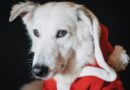 Cadeau de Noël insolite pour chien