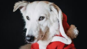 Cadeau de Noël insolite pour chien