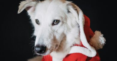 Cadeau de Noël insolite pour chien